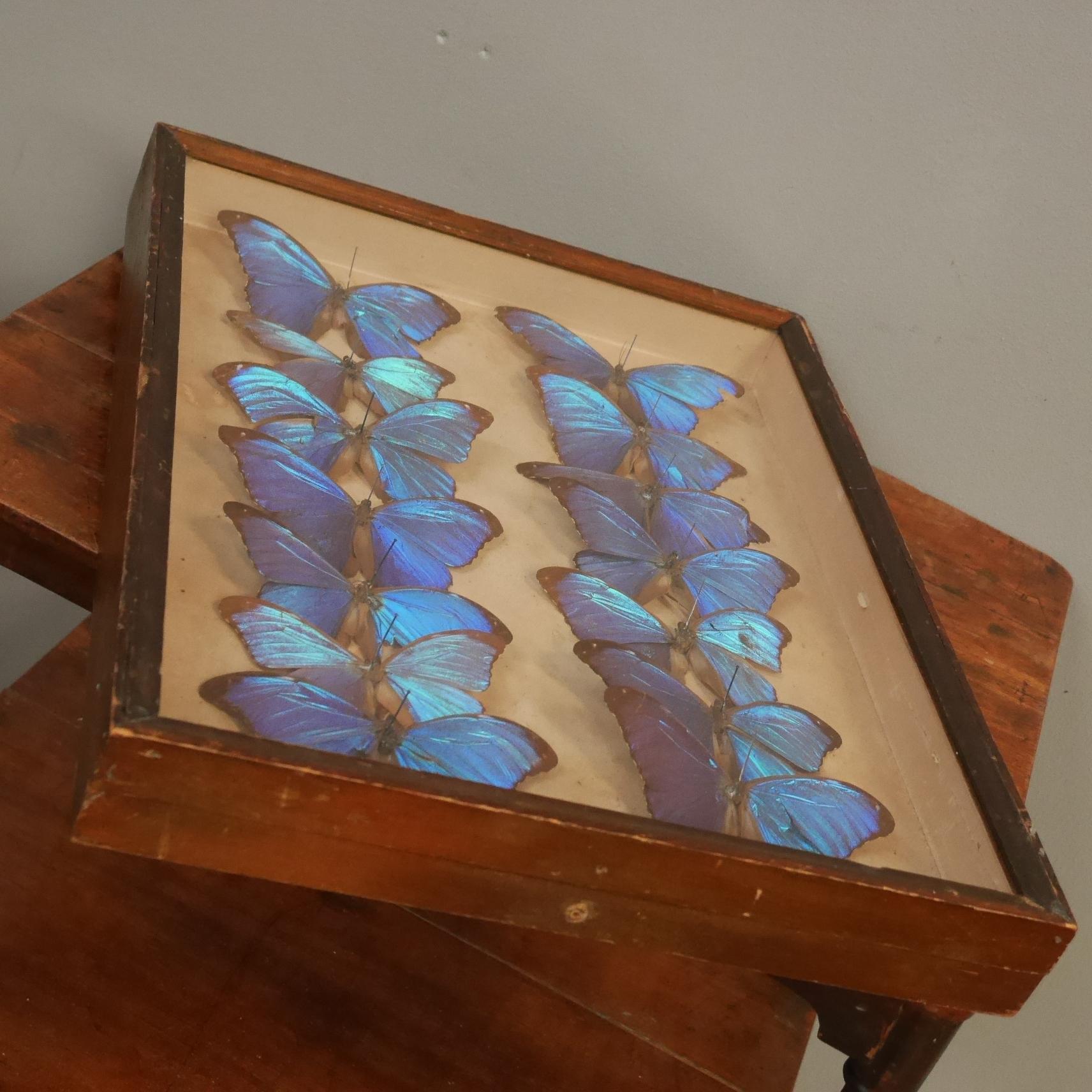 Victorian 1927, Entomology Collection of Fourteen Morpho Didius Butterfly Specimens For Sale