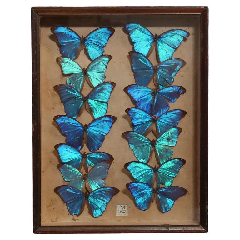 1927, Entomology Collection of Fourteen Morpho Didius Butterfly
