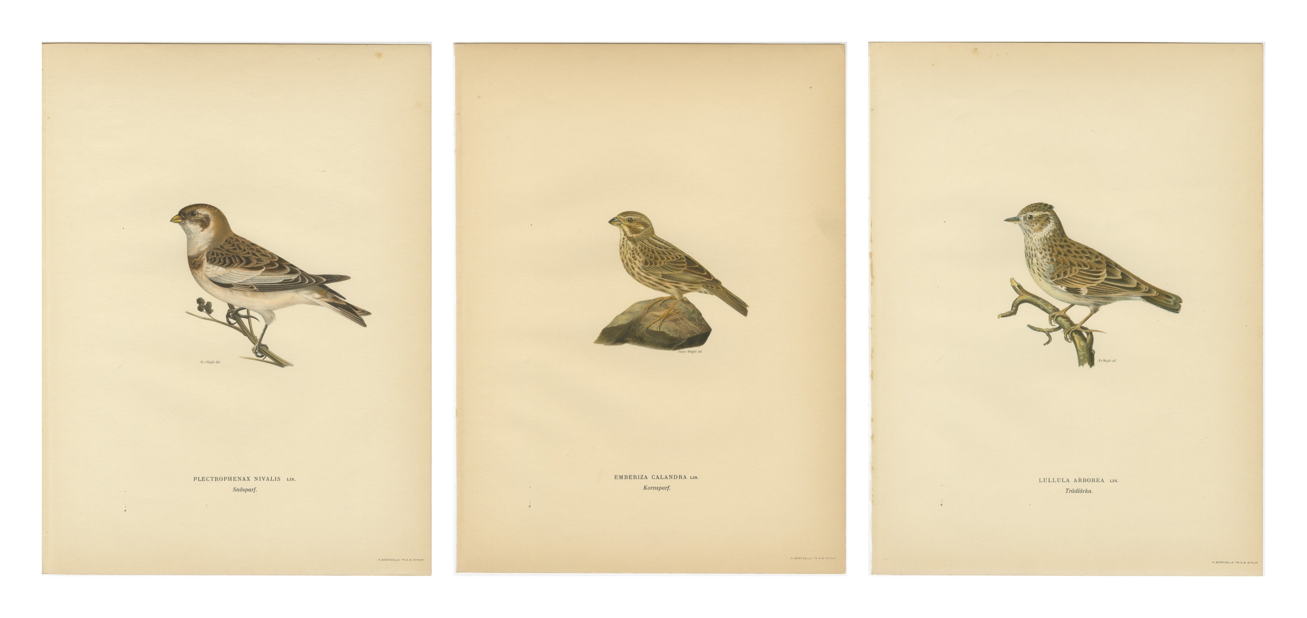 1929 Scandinavian Bird Prints Trio – Nordic Natural History, Designer Wall Art