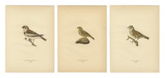 1929 Scandinavian Bird Prints Trio – Nordic Natural History, Designer Wall Art
