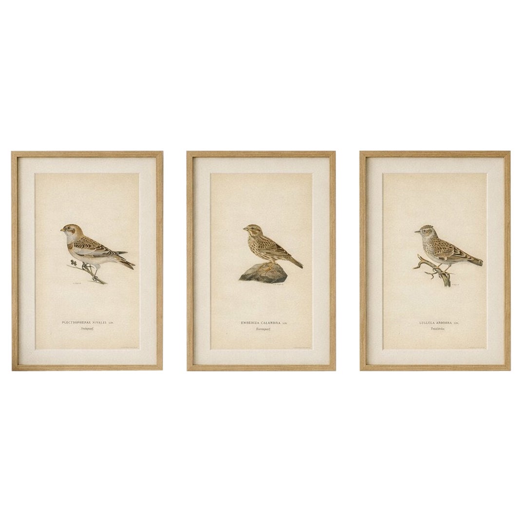 1929 Scandinavian Bird Prints Trio – Nordic Natural History, Designer Wall Art
