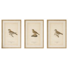 1929 Scandinavian Bird Prints Trio – Nordic Natural History, Designer Wall Art