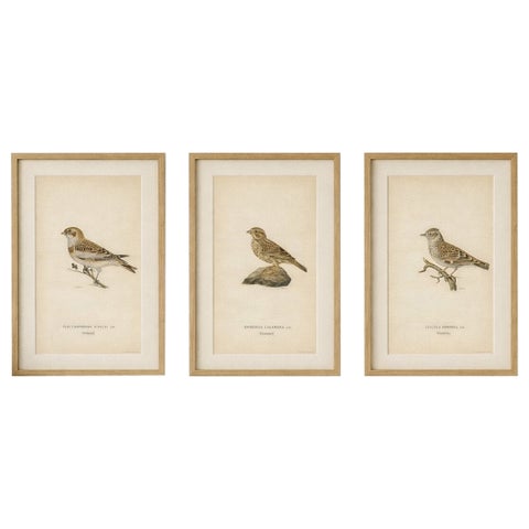 1929 Scandinavian Bird Prints Trio, Nordic Natural History, Designer Wall Art