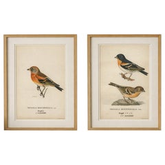 1929 Swedish Bird Prints Pair – Natural History Illustration Set, Designer Wall