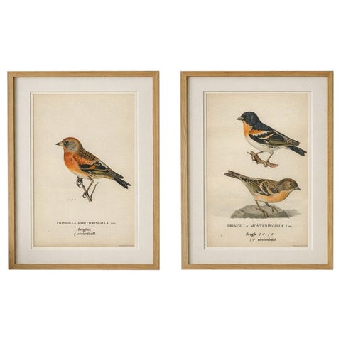 1929 Swedish Bird Prints Pair, Natural History Illustration Set, Designer Wall
