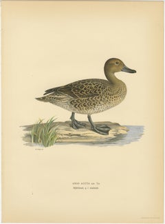 1929 Swedish Duck Lithographs Pair — Pintail & Pochard