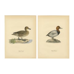 1929 Swedish Duck Lithographs Pair — Pintail & Pochard
