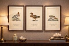 1929 Swedish Ornithology Lithographs — Eurasian Wigeon Trio