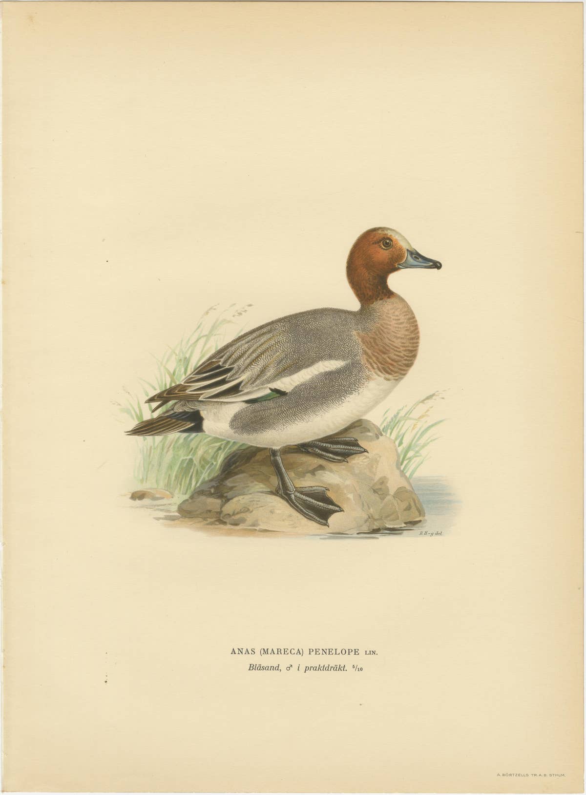 1929 Swedish Ornithology Lithographs — Eurasian Wigeon Trio