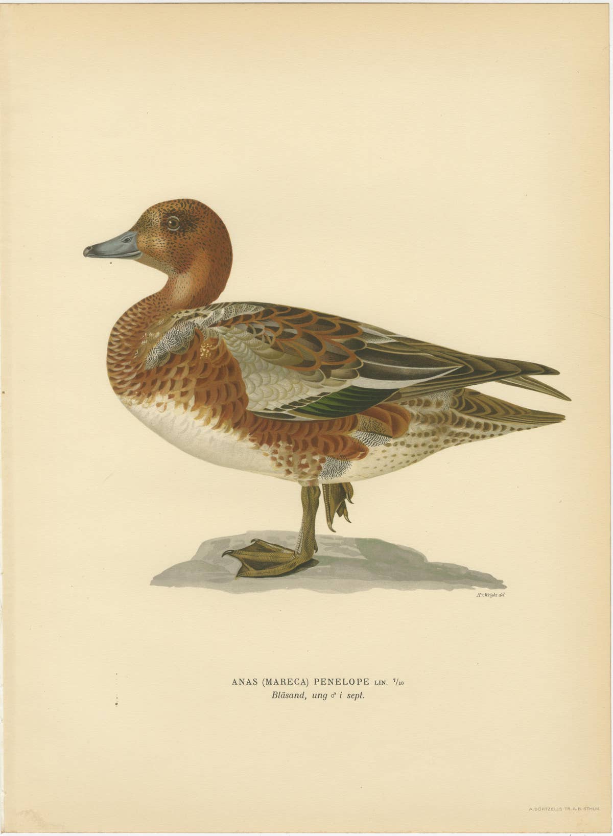 1929 Swedish Ornithology Lithographs — Eurasian Wigeon Trio