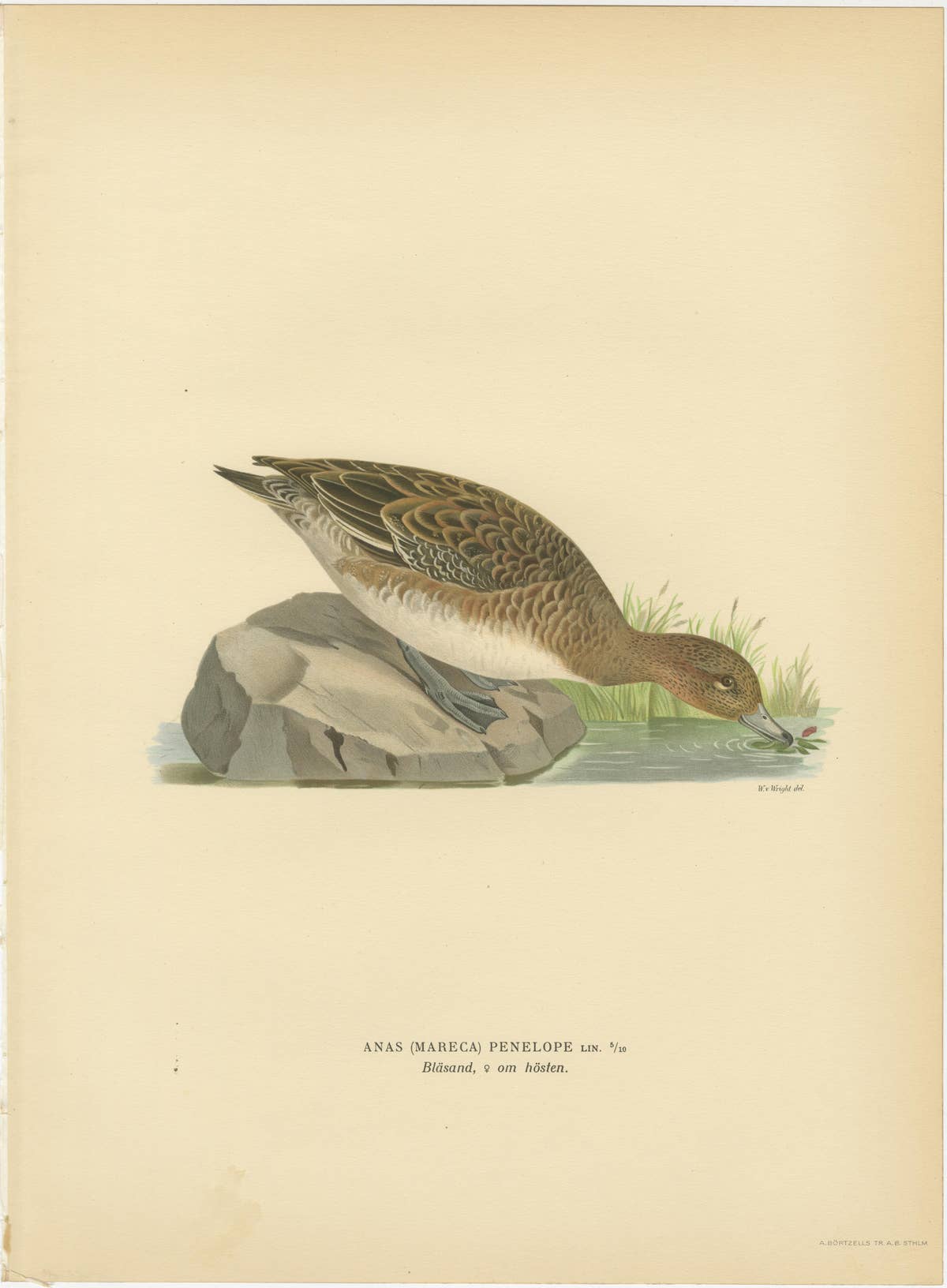 1929 Swedish Ornithology Lithographs — Eurasian Wigeon Trio