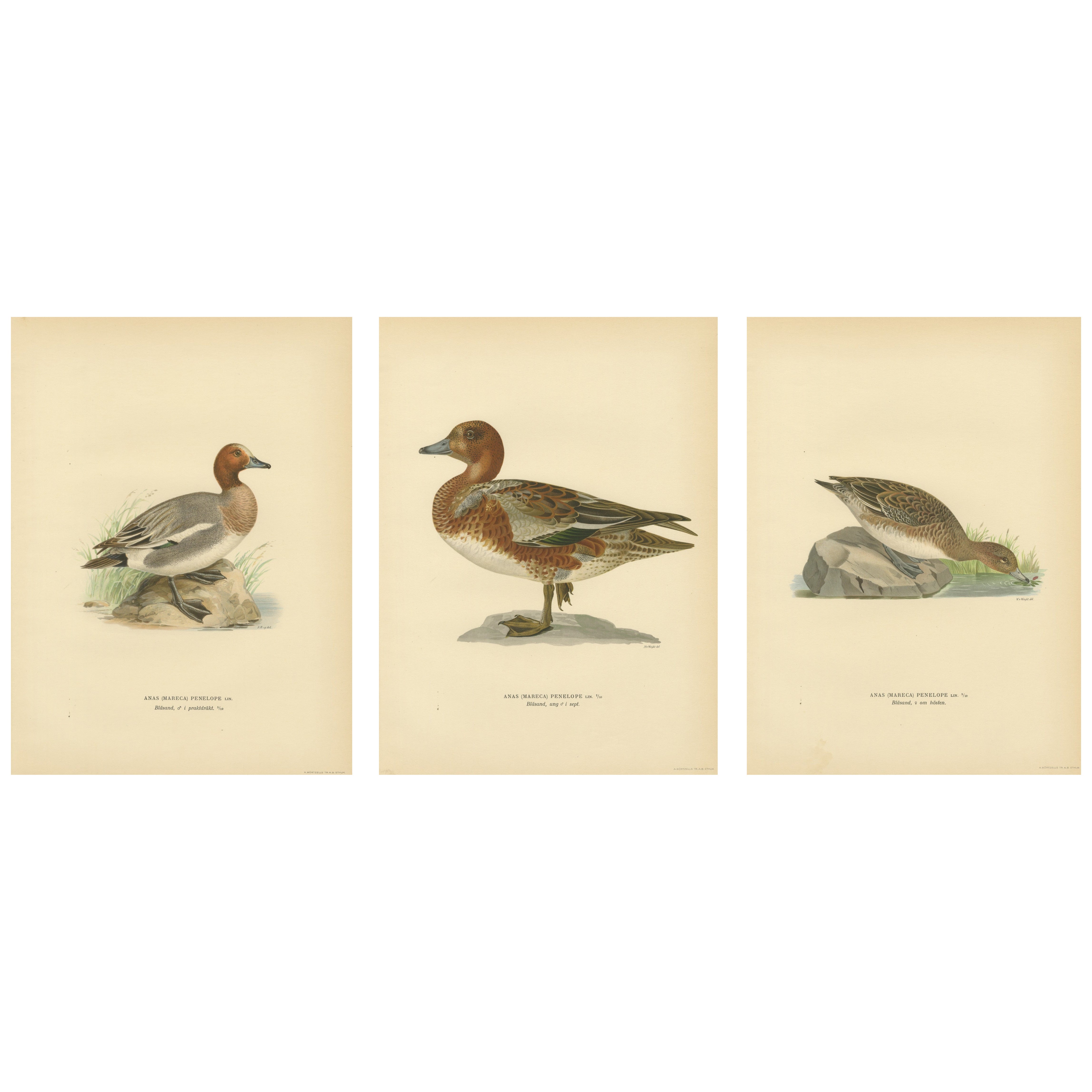 1929 Swedish Ornithology Lithographs — Eurasian Wigeon Trio
