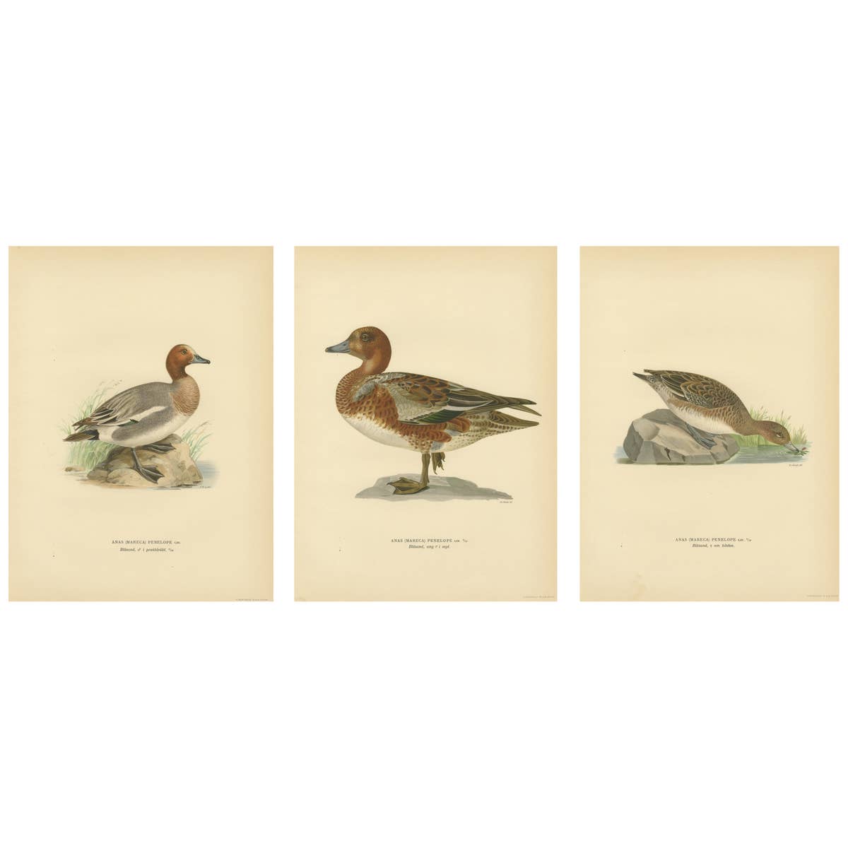 1929 Swedish Ornithology Lithographs — Eurasian Wigeon Trio