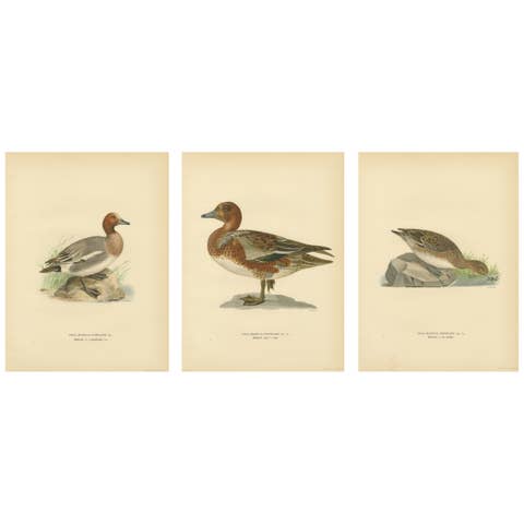 1929 Swedish Ornithology Lithographs — Eurasian Wigeon Trio