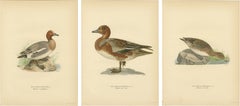 1929 Swedish Ornithology Lithographs — Eurasian Wigeon Trio