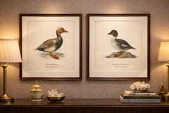 1929 Swedish Ornithology Lithographs Pair — Red-crested Pochard & Goldeneye