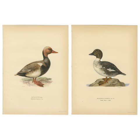 1929 Swedish Ornithology Lithographs Pair — Red-crested Pochard & Goldeneye