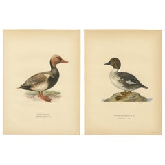 1929 Swedish Ornithology Lithographs Pair — Red-crested Pochard & Goldeneye
