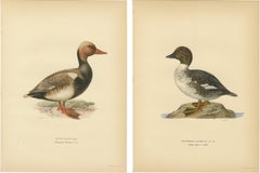1929 Swedish Ornithology Lithographs Pair — Red-crested Pochard & Goldeneye