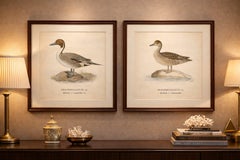1929 Swedish Pintail Lithographs — Nordic Natural History Pair