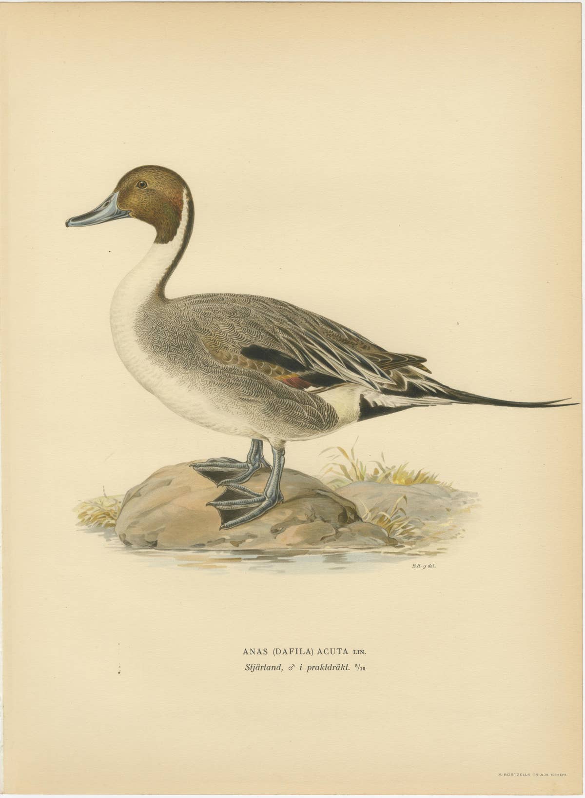 1929 Swedish Pintail Lithographs — Nordic Natural History Pair