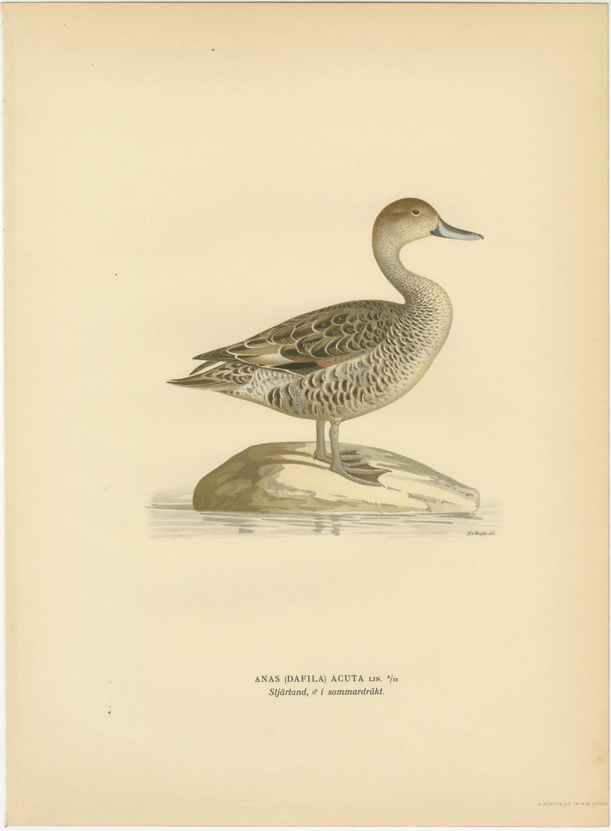 1929 Swedish Pintail Lithographs — Nordic Natural History Pair