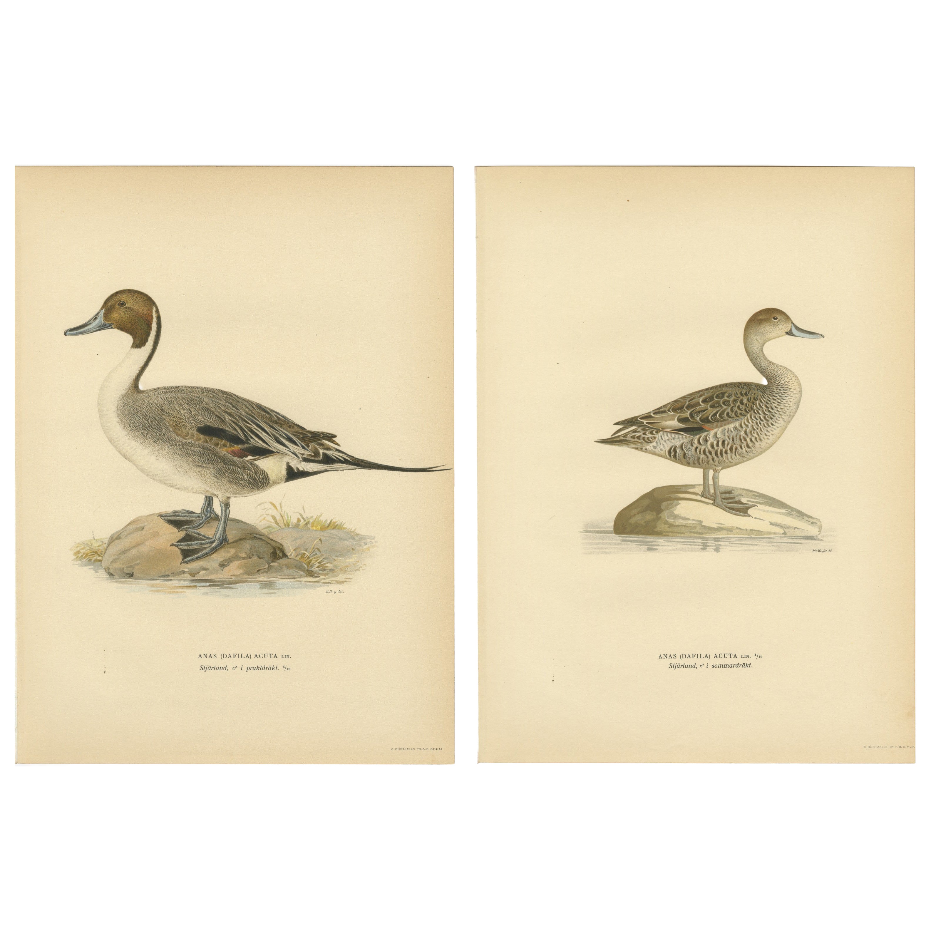 1929 Swedish Pintail Lithographs — Nordic Natural History Pair For Sale