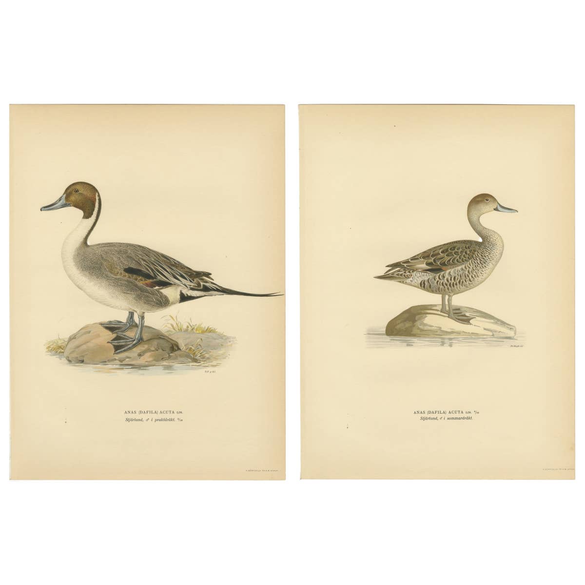 1929 Swedish Pintail Lithographs — Nordic Natural History Pair