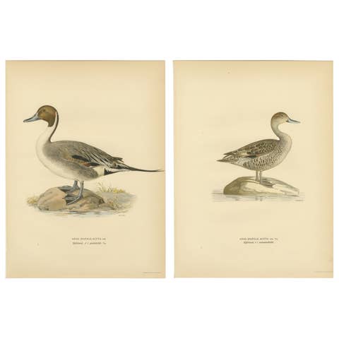 1929 Swedish Pintail Lithographs — Nordic Natural History Pair