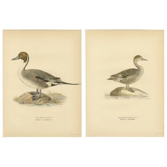 1929 Swedish Pintail Lithographs — Nordic Natural History Pair