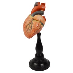 1930 Somso Heart Human Anatomical Didactic Model Made in Polycrome Plaster