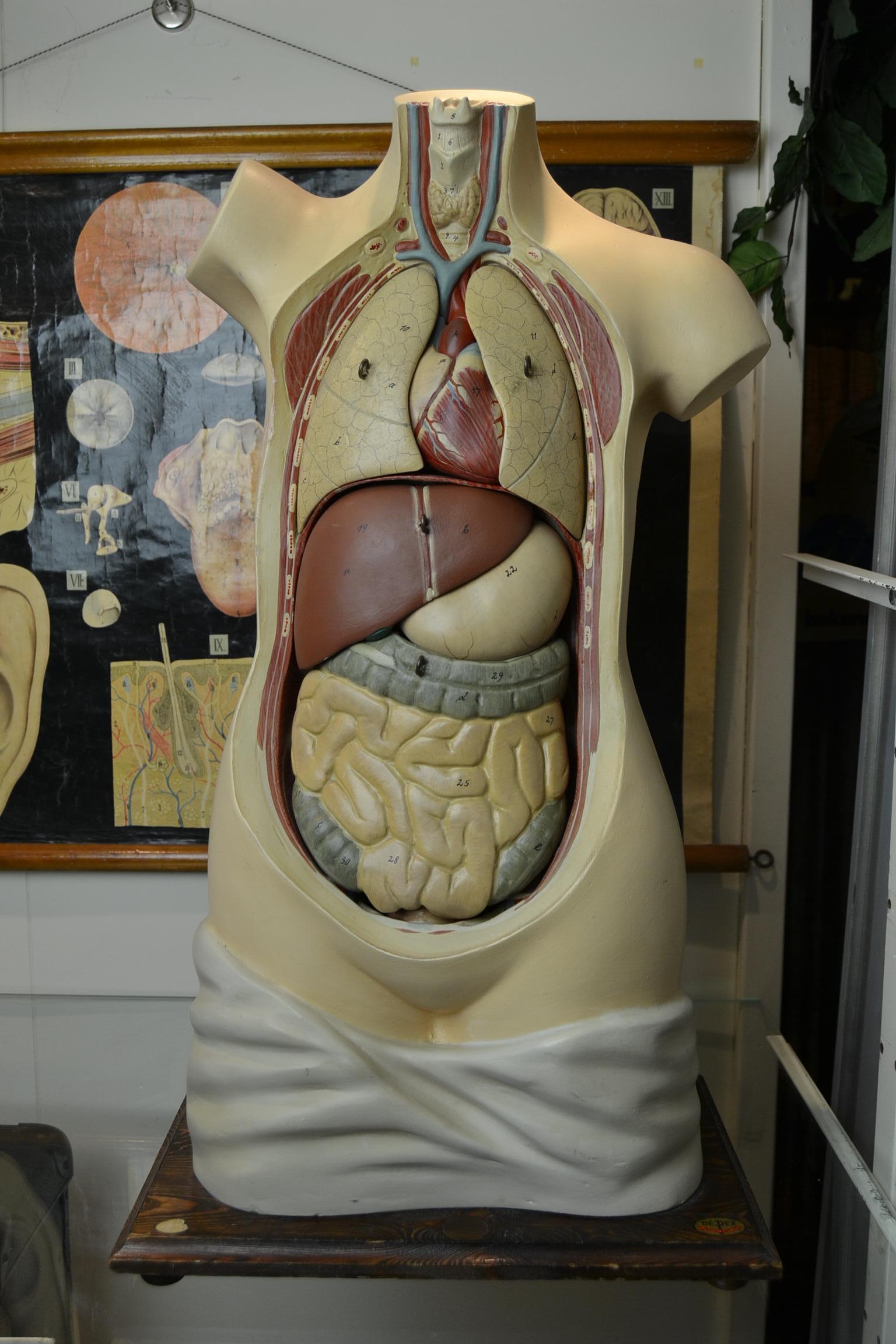 1930s Plaster Anatomical Torso , Didactic or  Educational  Model , Germany  12