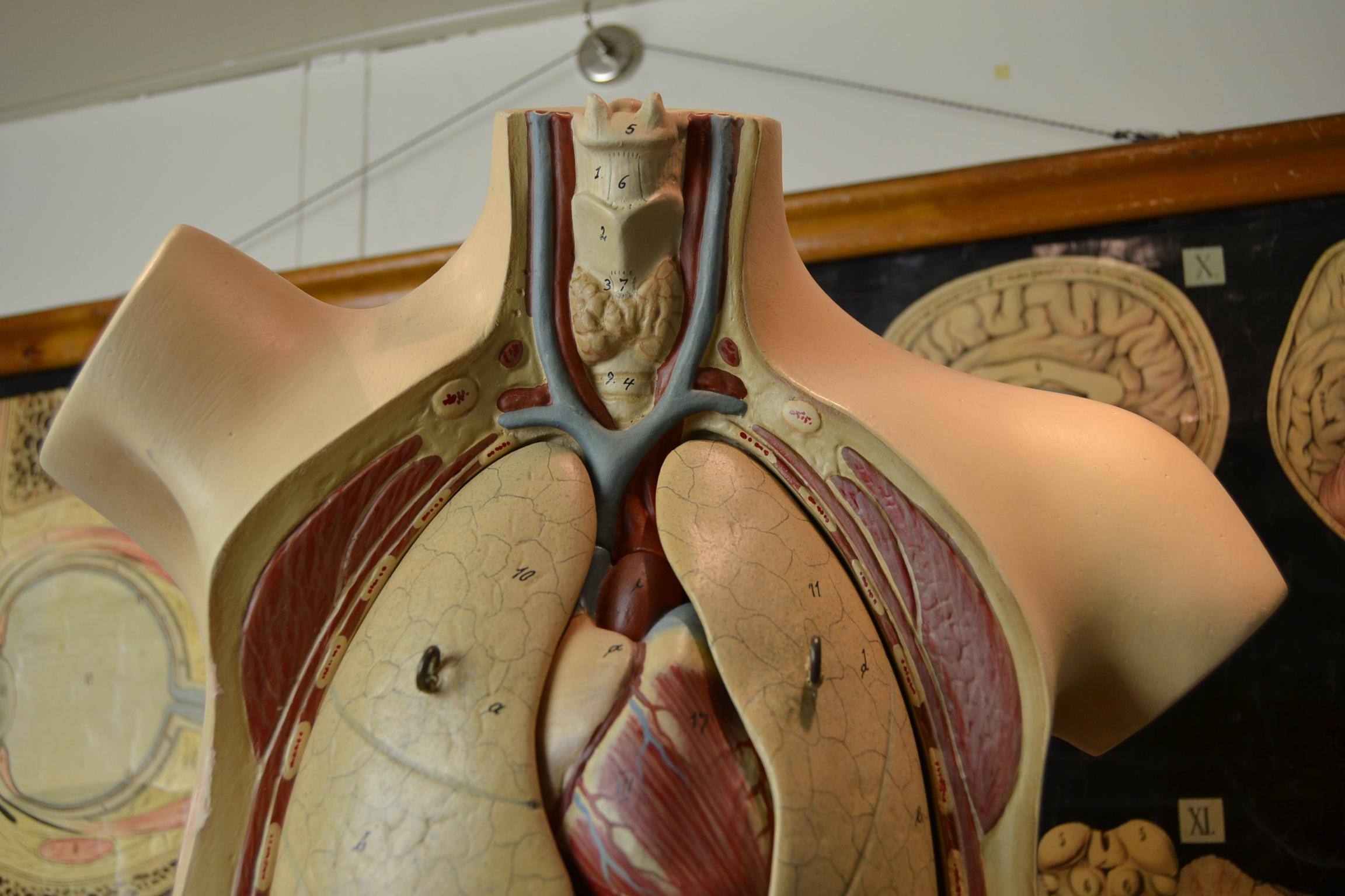 antique anatomical models for sale