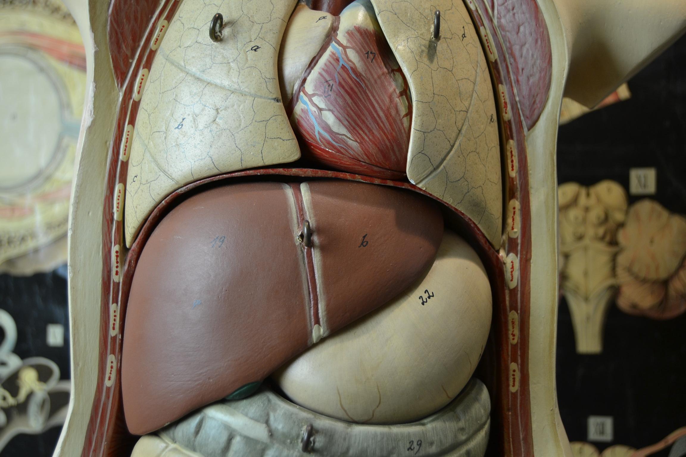 anatomy doll with removable organs