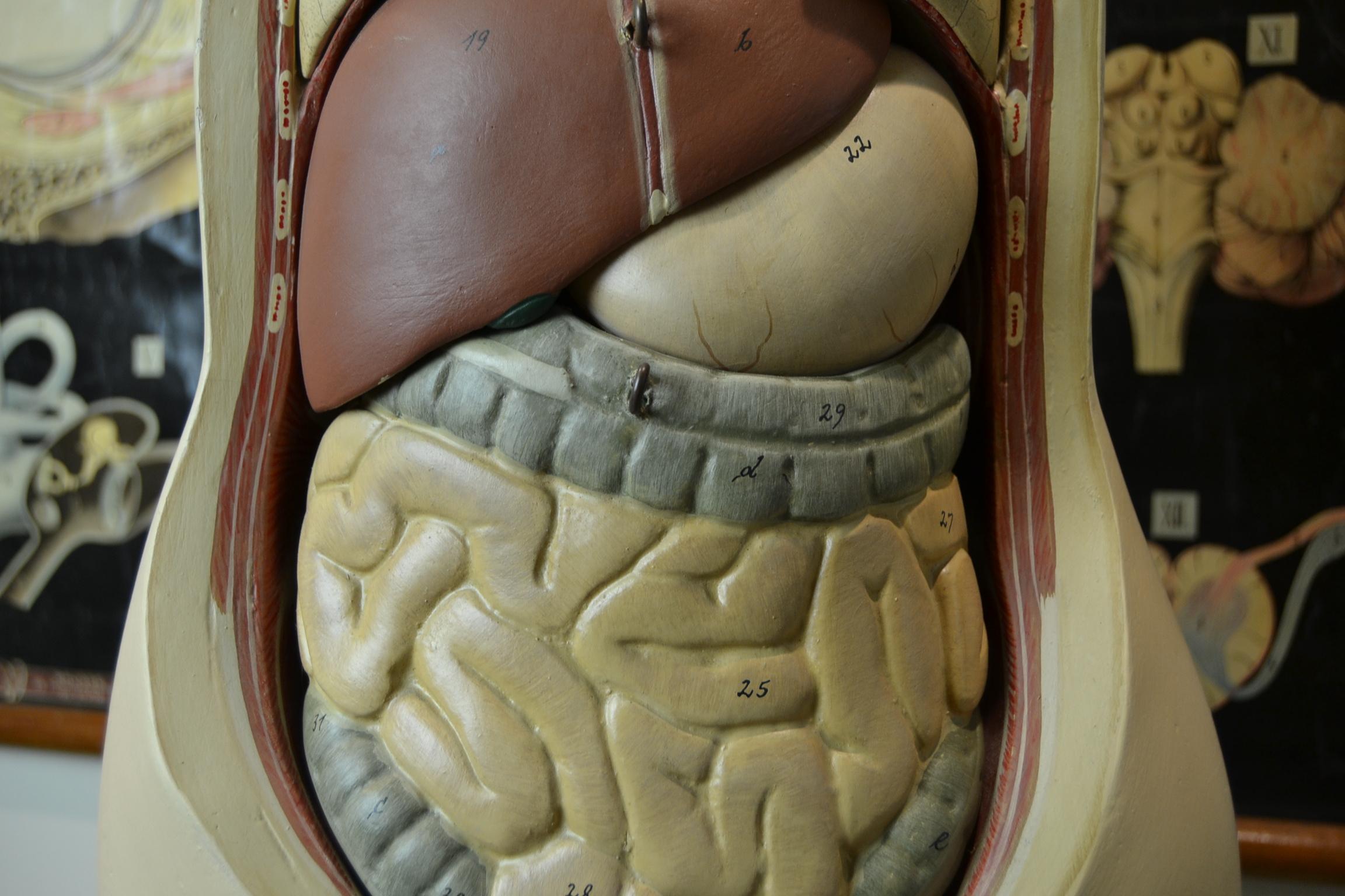 torso organe modell