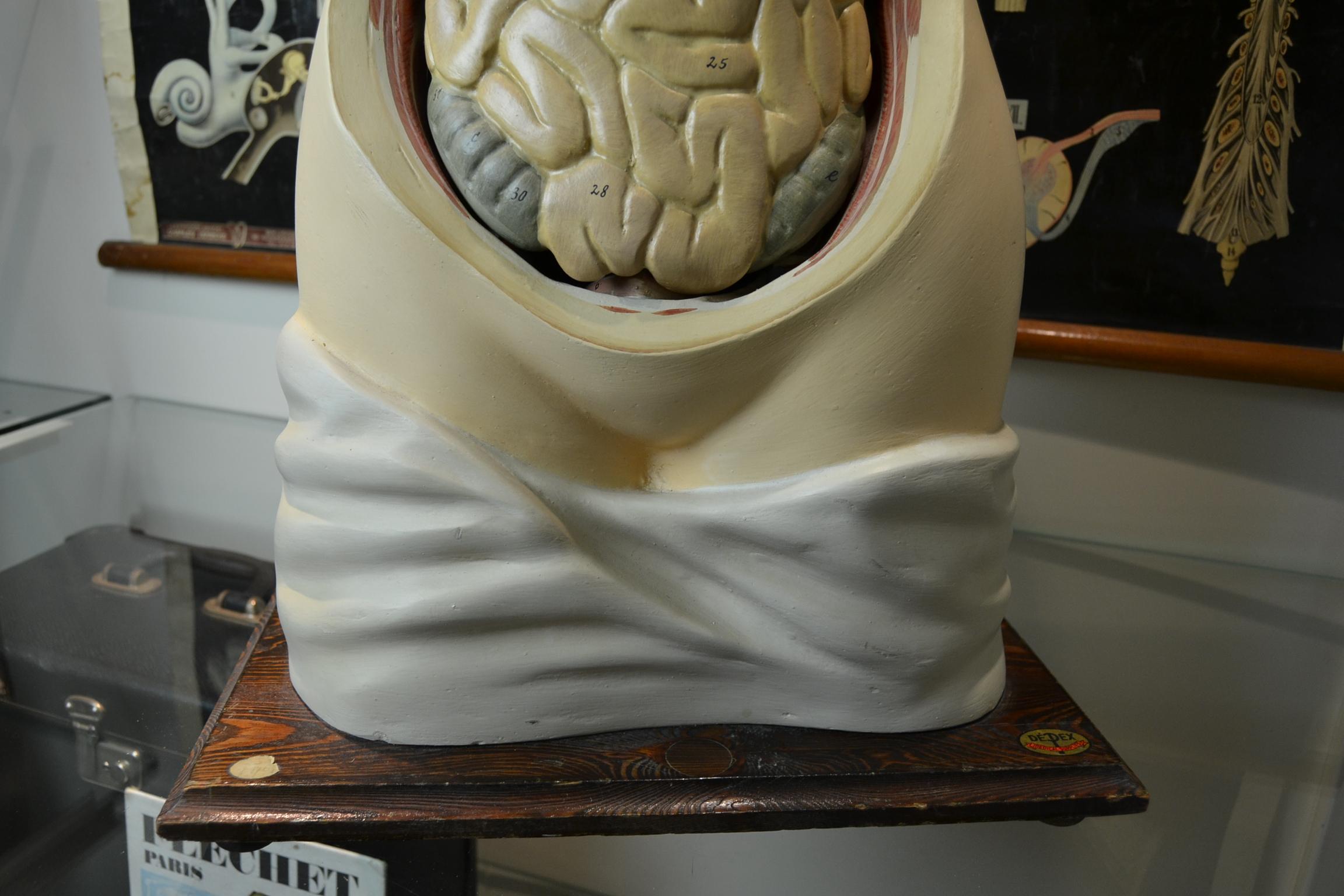 Art Deco 1930s Plaster Anatomical Torso , Didactic or  Educational  Model , Germany 