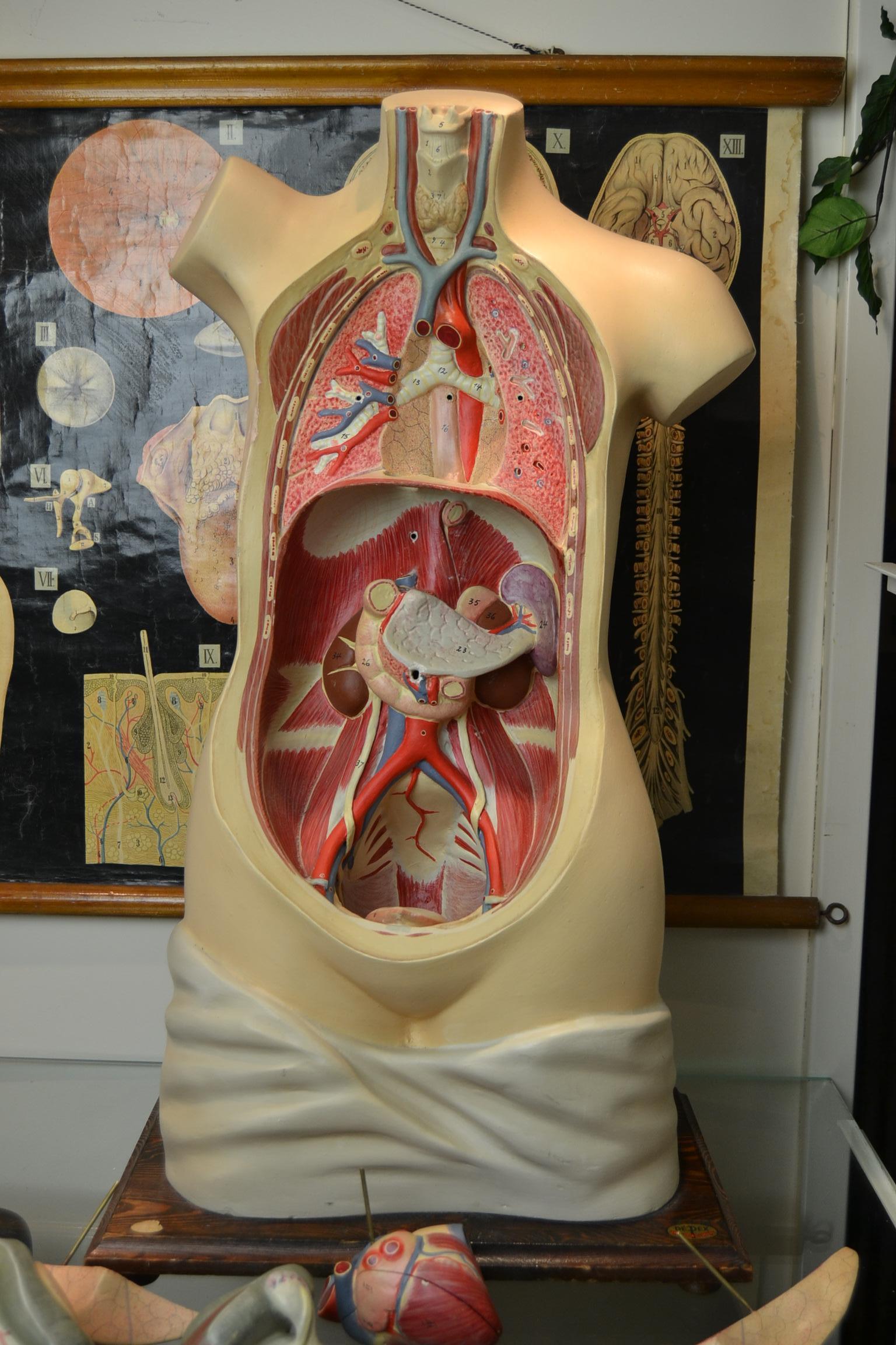 1930s Plaster Anatomical Torso , Didactic or  Educational  Model , Germany  In Good Condition In Antwerp, BE