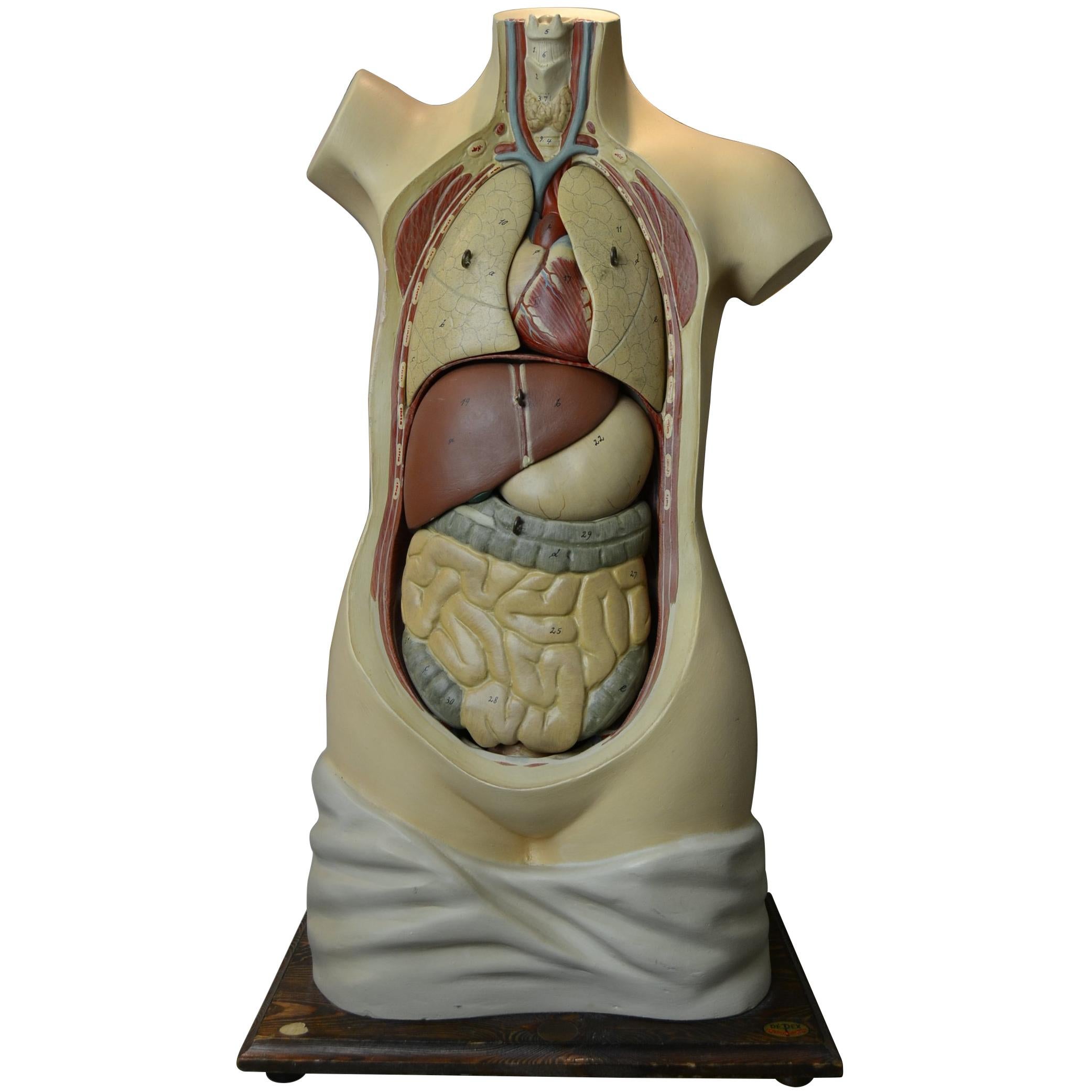 1930s Plaster Anatomical Torso , Didactic or  Educational  Model , Germany 