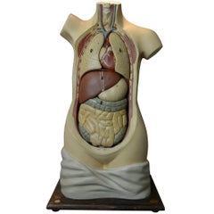 Vintage 1930s Plaster Anatomical Torso , Didactic or  Educational  Model , Germany 