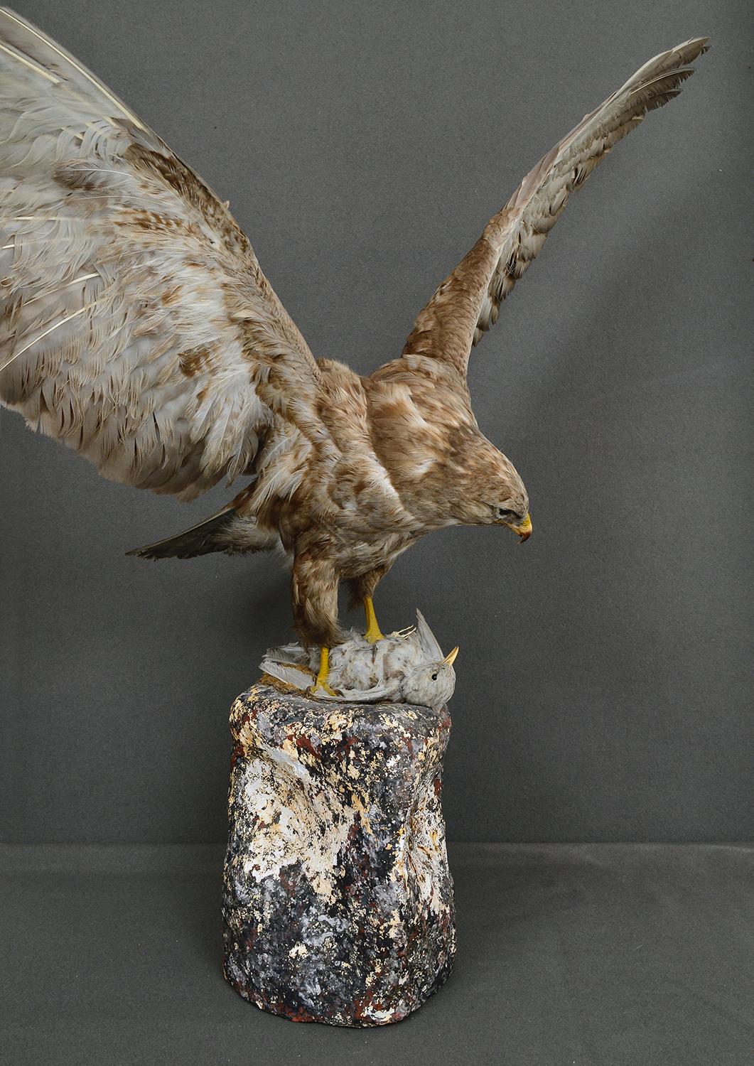 Vetro Tassidermia in scatola degli anni '30 Poiana Uccello da preda Raptor Museo Gabinetto di Storia Naturale in vendita