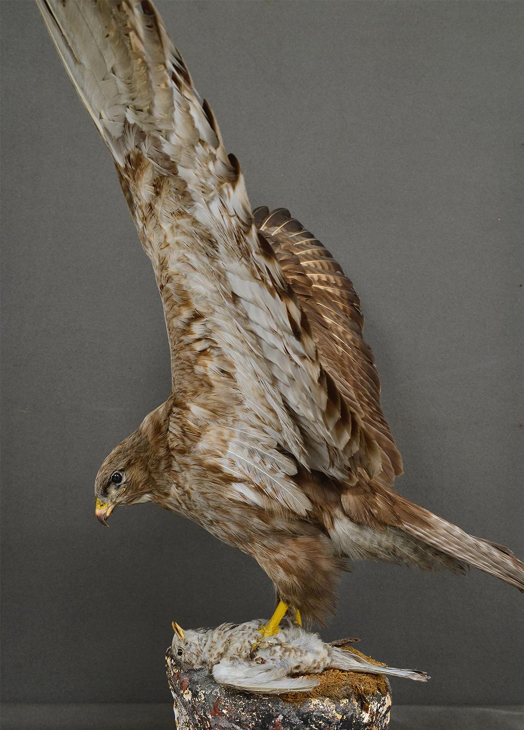 Glass 1930s Cased Taxidermy Buzzard Bird of Prey Raptor Museum Cabinet Natural History For Sale