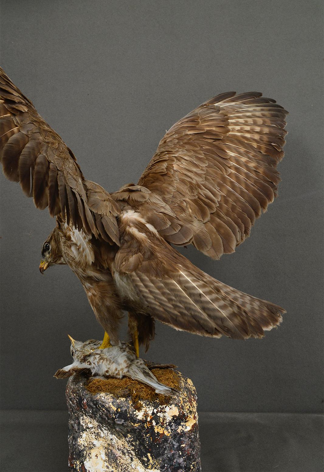 Tassidermia in scatola degli anni '30 Poiana Uccello da preda Raptor Museo Gabinetto di Storia Naturale in vendita 2