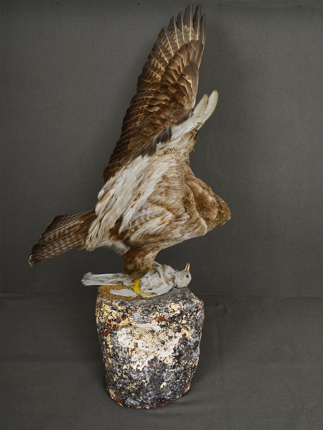 1930s Cased Taxidermy Buzzard Bird of Prey Raptor Museum Cabinet Natural History For Sale 2