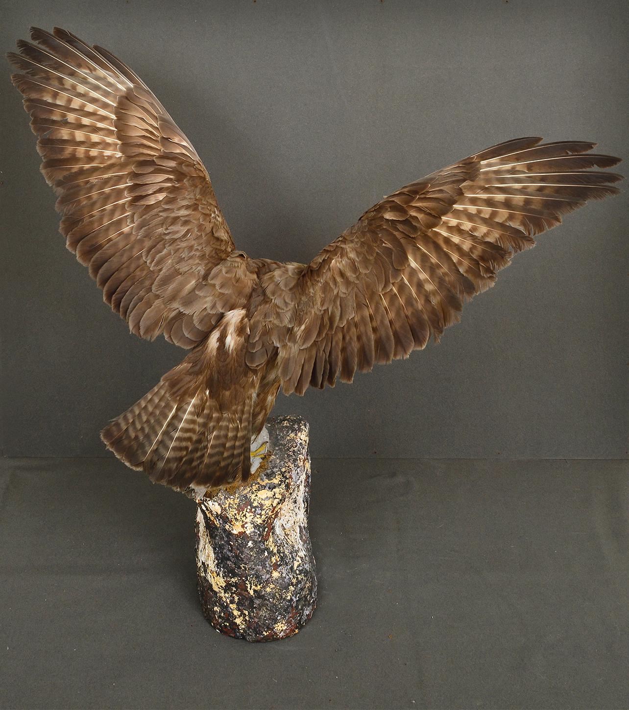 1930s Cased Taxidermy Buzzard Bird of Prey Raptor Museum Cabinet Natural History For Sale 3