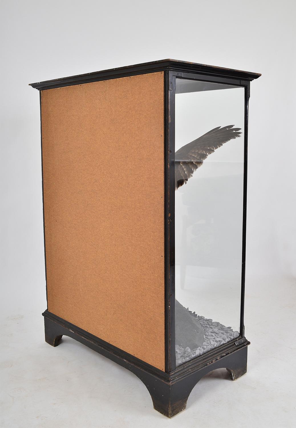 Taxidermie en coffret des années 1930 Buse Oiseau de proie Rapace Cabinet du Musée d'Histoire Naturelle en vente 11