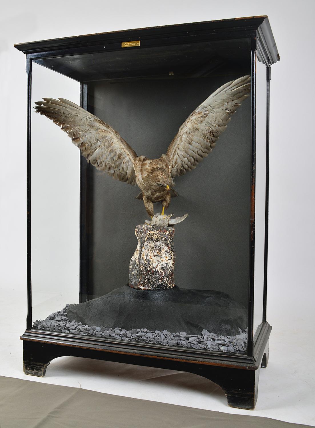 A magnificent 1930s taxidermy specimen of a Common buzzard with outstretched wings in a large ebonized museum cabinet. This bird has been cleverly captured in an animated pose complete with its kill stood on an artificial rock bearing original