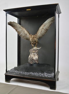1930s Cased Taxidermy Buzzard Bird of Prey Raptor Museum Cabinet Natural History