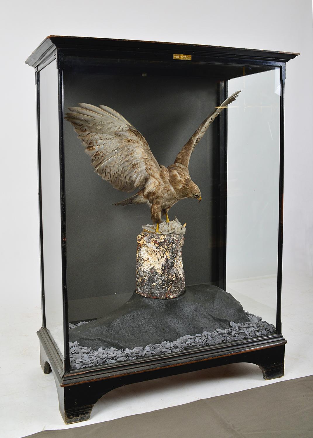 Victorien Taxidermie en coffret des années 1930 Buse Oiseau de proie Rapace Cabinet du Musée d'Histoire Naturelle en vente