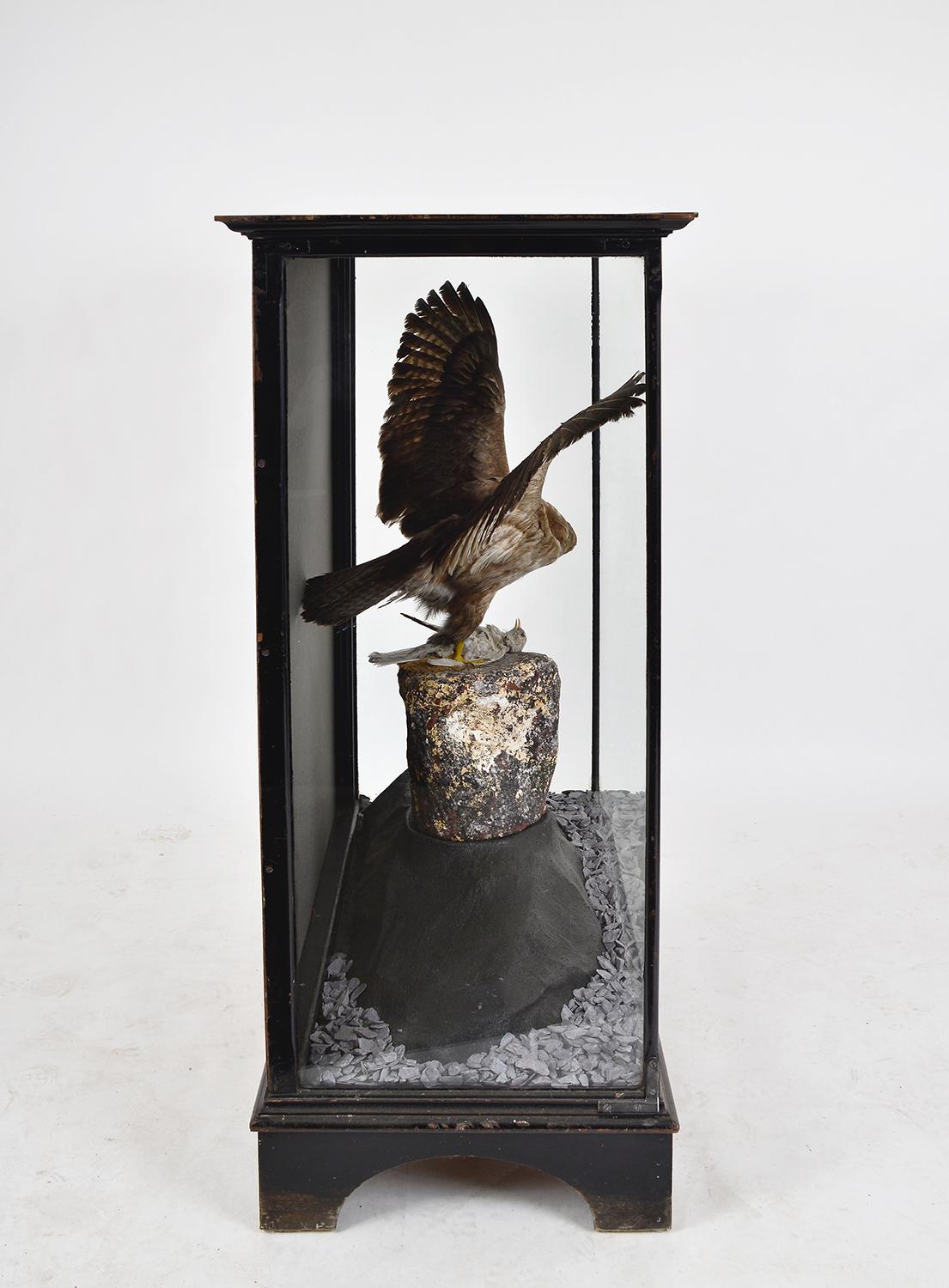 Suédois Taxidermie en coffret des années 1930 Buse Oiseau de proie Rapace Cabinet du Musée d'Histoire Naturelle en vente
