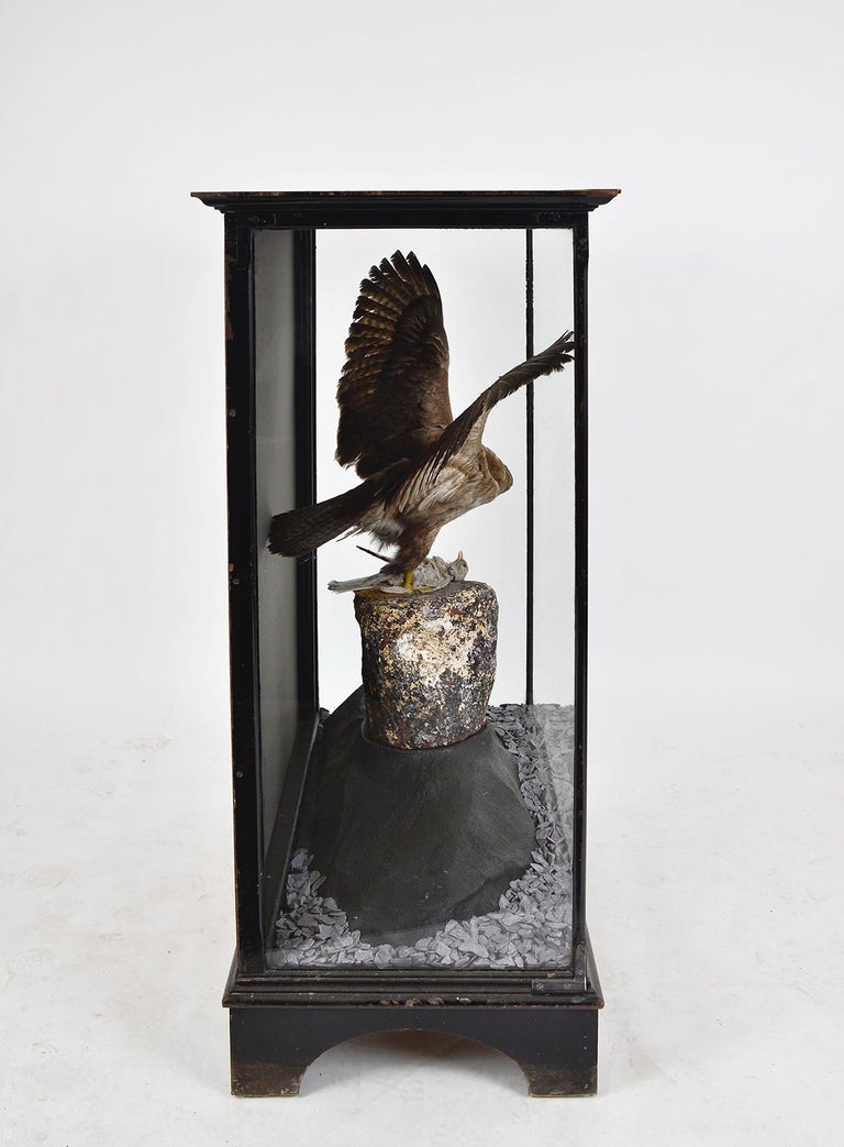 1930s Cased Taxidermy Buzzard Bird of Prey Raptor Museum